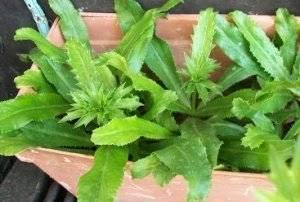 Amazon.co.jp: 植物種子 ノコギリコリアンダー 種 50粒 : DIY・工具