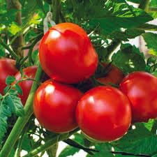 Vegetable Seeds for Home Garden, Hybrid & Organic, Perfect for Home Gardening, Planting (Tomato (Tamatar)) (B0DD49JJK2) Amazon Price History, Amazon Price Tracker