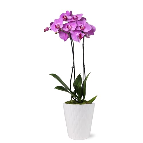 Green Circle Growers Pink Orchid in a 5' White Pot, Indoor Live Plants, House Plant