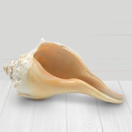 Tumbler Home Large Conch Sea Shells for Decorating or Fish Tank, Coastal & Nautical Decor, Air Plant Holder, Aquarium Ornaments, Big Sea Shell, Decorative Seashells, Beach Party Decor