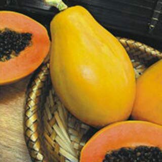 Amazon.co.jp: パパイヤ 種 【ハワイオウロ】小袋（10粒