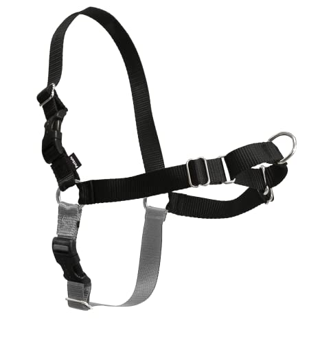 pets chewy dog harness