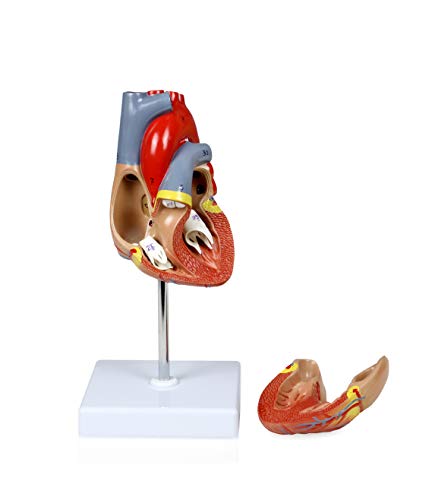 Image of Parco Scientific PB00068 Human Heart Model, Life Size, 2-Parts