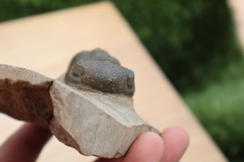 Image of Trilobite Fossil Morocops Trilobite Fossil Trilobites Rock Trilobite Fossil from Morocco Trilobite Fossil A65
