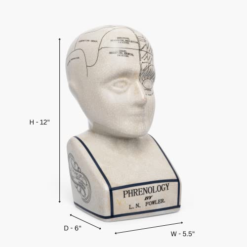 Assorted Collections Phrenology Head – Keramikornament, Sammlerstück, Retro-Büste – Glasur-Finish – Blickfang – Arzttisch – LN Fowler – Gehirnsinne 28 cm