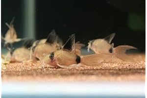 3 Longfin Panda Corydoras (Corydoras panda)