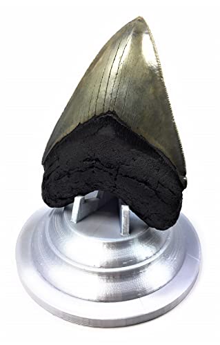 Image of Beautiful 3D Printed Megalodon Shark Tooth Display Stand with a 4-5 /8 inch Round Base (Silk Silver)