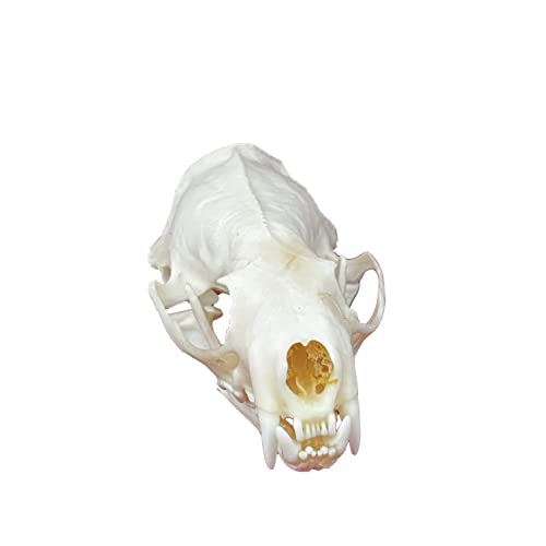 CLLOEAT Taxidermy Real Animals Skulls, Real Bones Specimen, Taxidermy Supplies for Science Education, Special Gift (Mink Skull)