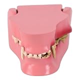 Modelo realista de dientes caninos para enseñanza veterinaria con anatomía precisa, mejora la eficiencia de aprendizaje, estructura de los dientes de perro, modelo de enseñanza
