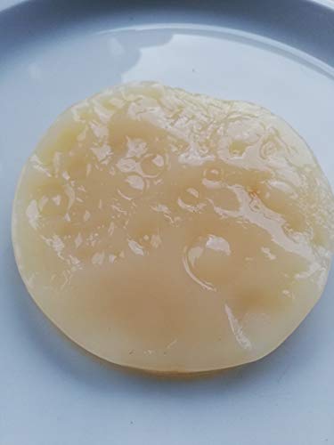 Jun Pilz, Scoby, Teepilz, Champagner des Kombucha Cover