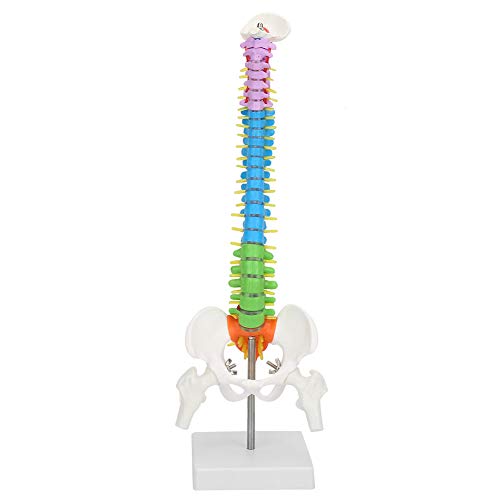 Modelo de Columna Vertebral tamaño Natural Esqueleto anatómico Flexible Modelo de Columna Vertebral con Pelvis fémur 45 cm
