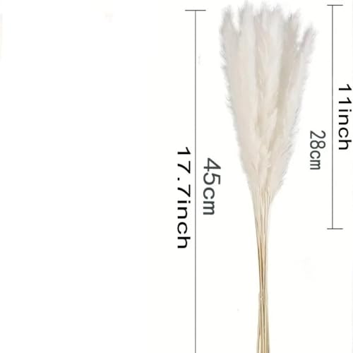 Ramo de flores secas de hierba Pampas 20PCS blanco miniatura 2