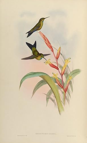 Tableaux oiseau Eriocnemis Godini créez une ambiance cabinet de curiosités vintage