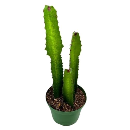 BubbleBlooms Green Milk Tree 6 Inch