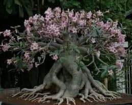 TENDER GREEN STORE Imported Adenium Arabicum PBN Plant Seeds ( Pack of 3 seeds )