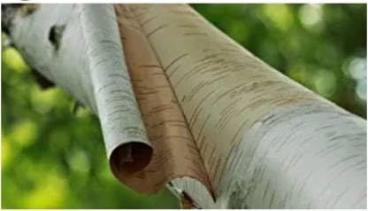 BHOJPATRA for Pooja Natural BHOJPATRA Sheet Betula UTILIS/BHURJJAMARAM/PURCHCHAM/BHUJAPATRAM/BHUJAATRI/BHUYAPATRA/BHURJ - 5 Pieces Wooden Yantra (Pack of 5)