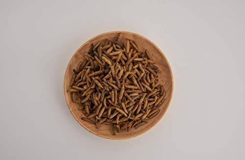 Black Soldier Fly Larvae 5lbs and 22lbs - Image 4