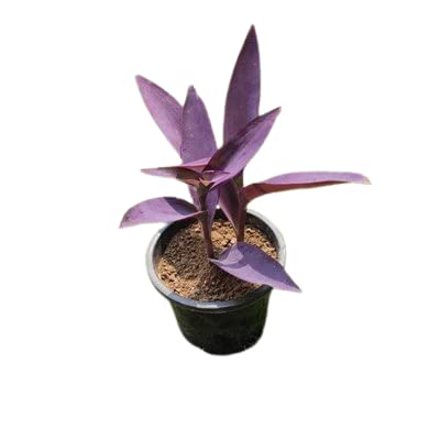 See full amazon price history chart for Hari Giver Garden® Wandering Jew, Tradescantia Pallida - Wandering Jew - Purple Heart - Purple Queen Live Plant with Mini black Pot Hari Giver Garden® Wandering Jew, Tradescantia Pallida - Wandering Jew - Purple Heart - Purple Queen Live Plant with Mini black Pot (B0BW8SSBR6) Amazon Price History, Amazon Price Tracker