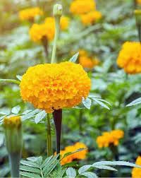 See full amazon price history chart for Marigold flower seeds hybrid mix multicolour,high germination (70 seeds) Marigold flower seeds hybrid mix multicolour,high germination (70 seeds) (B0CK4S9R3P) Amazon Price History, Amazon Price Tracker