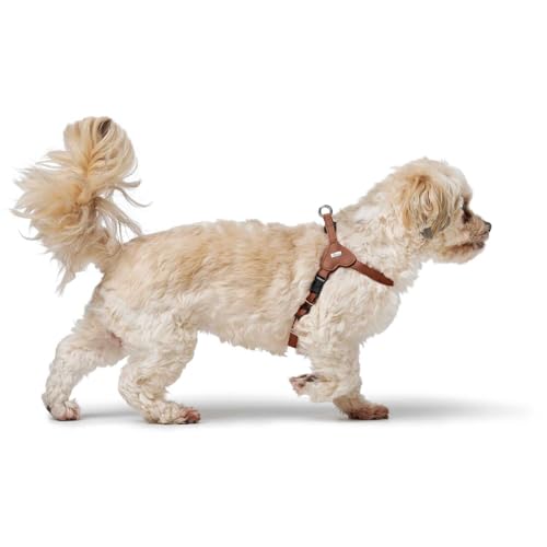 Hunter Hundegeschirr SOHO MINI, Farbe: Cognac, Rindsleder, weich & geschmeidig, fellschonend, leicht, für kleine Hunde & Welpen, Made in Germany, Größe: XS