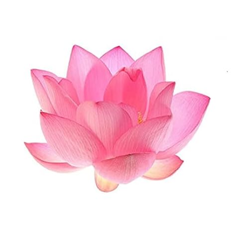 Fresh Lotus Flower 1Pc