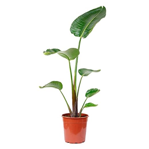 Platanera o Strelitzia Augusta de 105 cm de Altura Aprox - Planta de interior de decoración - Planta Natural - Planta Viva