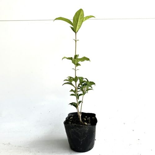 Amazon.co.jp: キンモクセイ 樹高0.3m前後 10.5cmポット 【 単 品