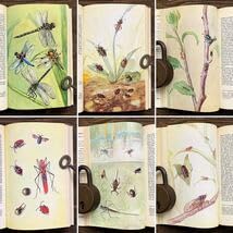 Amazon.co.jp: ドイツの古い昆虫図鑑(KNAURS INSEKTEN BUCH 1968