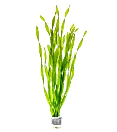 FLORATICA Live Aquarium Plant ¦ VALLISNERIA ASIATICA 'Twisted' ¦ Easy Algae Control Tropical Pond Aquascaping Snail Free Shrimp Safe Leaded Bunched Oxygenating, 2 Live Plants