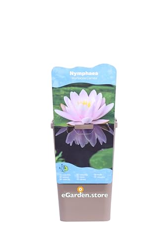 Pianta di Ninfea o Nymphaea Pianta di Fiore di Loto da esterno fiori vari colori acquatica ornamentale per laghetti o stagni vera venduta da eGarden.store (Rosa - Marliacea Carnea)