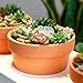 POTEY Terracotta Shallow Planters for Succulent - 6.1 Inch Cactus Plant Containers Indoor Garden Bonsai Pots with Drainage Hole - Set of 2, Unglazed