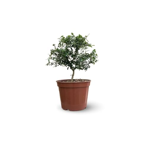 Attitude Jardin - Citron caviar rouge - microcitrus australasica - agrume méditerranéen - arbre fruitier - 50-60 cm - ⌀ 20 cm