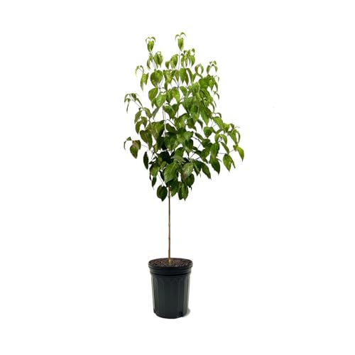 Stellar Pink Dogwood, Pink Flowering, Deciduous, Lustrous Green Foliage, 7