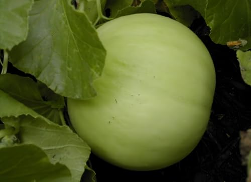 Green Flesh Honeydew Melon Seeds (Cucumis melo) - Sweet, Juicy Melons for Fresh Eating and Smoothies...