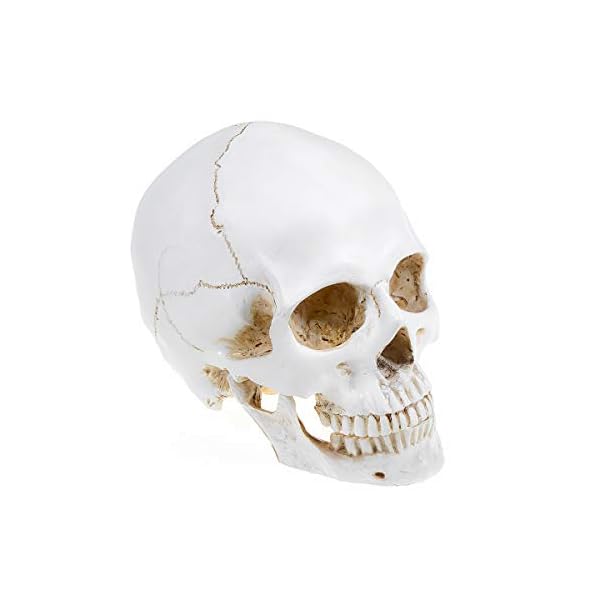 Doc.Royal Realistischer Totenkopf, Maßstab 1:1, menschlicher Totenkopf, Lebensgröße, anatomisch, medizinische… – Bild 5