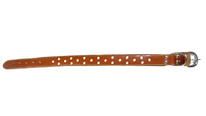 Image of Dog Collar Genuine Leather Belts Heavy Duty Padded Adjustable Small Medium Large with Studded, 49 cm x 1.25 inch, tan