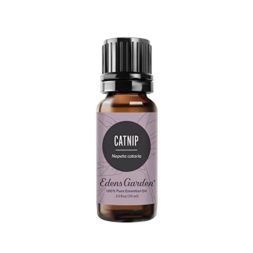 Edens Garden Catnip Essential Oil, 100% Pure Therapeutic Grade (Undiluted Natural/Homeopathic Aromatherapy Scented Essential Oil Singles) 10 ml