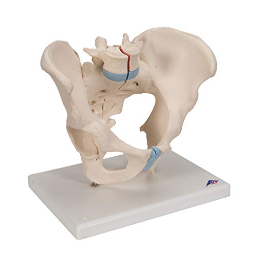Image of 3B Scientific H21 /1 Male Pelvis- 3 Part - 3B Smart Anatomy