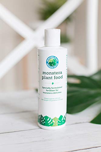 Kit de cuidado para planta Monstera miniatura 2