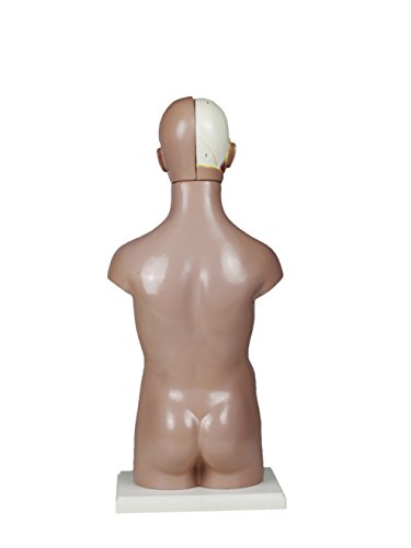 Image of Parco Scientific PB00001 Sexless Human Torso (11 PARTS-50cm)