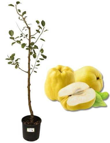 P. Piantine da Orto | Melo Cotogno, Pianta in Vaso Diametro 22 cm, Pianta da Frutto in Vaso, Pianta Vera da Esterno, Giardino o Vaso in Terrazza, Vivaio Italiano