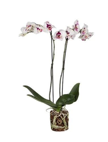 Orquídea Picasso Bicolor | DECOALIVE | Phalaenopsis | Flor Natural | Planta de Interior