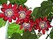 HEIRLOOM NON GMO "passiflora alata" Red Perfumed Passion Flower 5 seeds