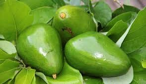 ROYAL LAND Rare Dwarf Ettinger Avocado Persea americana Butter Fruit 1 Healthy Live plant Seedling (B08B8Y19FH) Amazon Price History, Amazon Price Tracker
