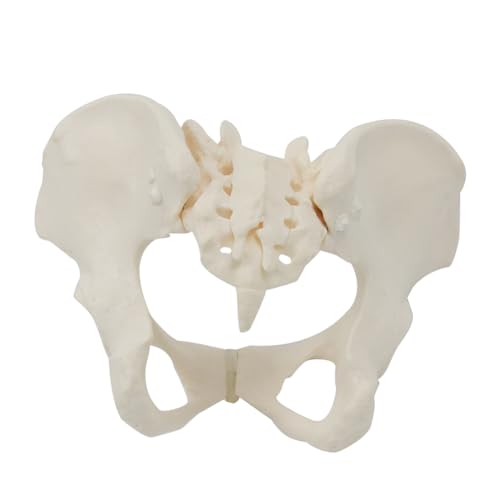 arlote Modelo de Pelvis Femenina 1:1, Modelo de Esqueleto PéLvico Femenino de TamañO Natural, Modelo de AnatomíA para EducacióN CientíFica