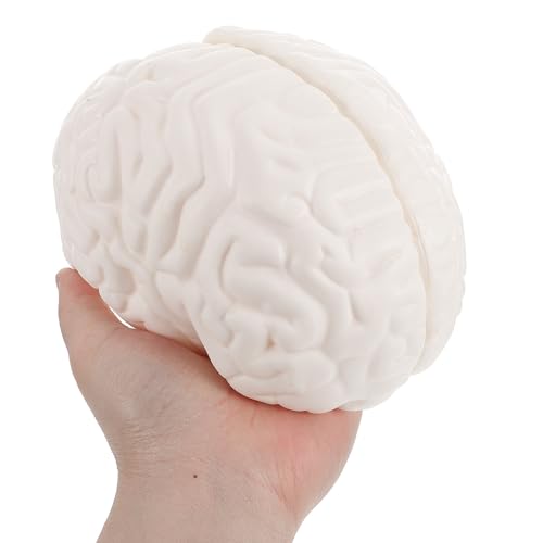 Tronc cérébral modèle anatomique VALICLUD en PVC blanc de haute précision - 4