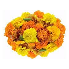 Sementes Tagetes Marieta Anão 400mg Flores Jardins Vasos