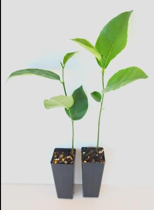2 Jackfruit Artocarpus Heterophyllus Seedling Plants - Trees 8-13" – Tropical Fruit Garden Plant for Home, Patio & Backyard