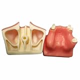 LKYLVEE Modèle de Pratique de relevé de Sinus maxillaire - Modèle de Pratique pour impl...