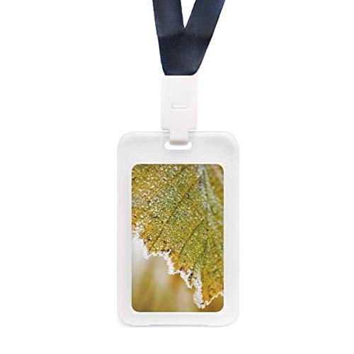 Protège-carte de crédit transparent étui protection carte ID motif feuille végétale